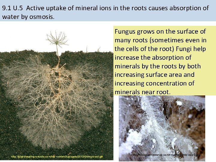 9. 1 U. 5 Active uptake of mineral ions in the roots causes absorption 9. 1 U. 5 Active uptake of mineral ions in the roots causes absorption