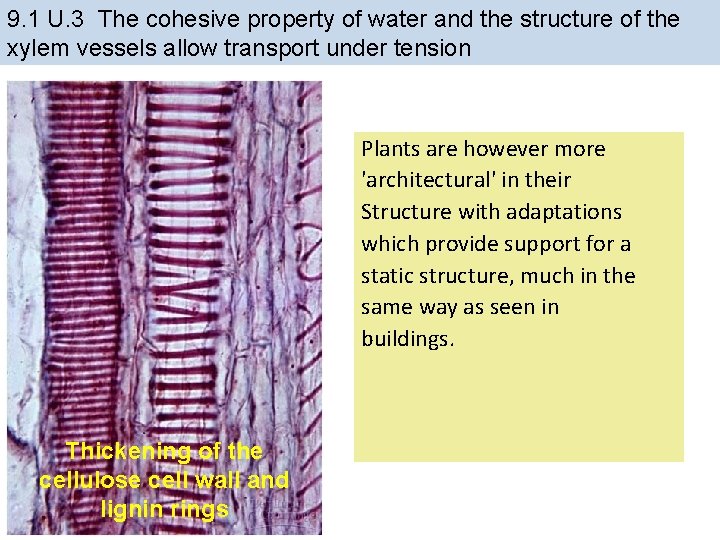 9. 1 U. 3 The cohesive property of water and the structure of the 9. 1 U. 3 The cohesive property of water and the structure of the