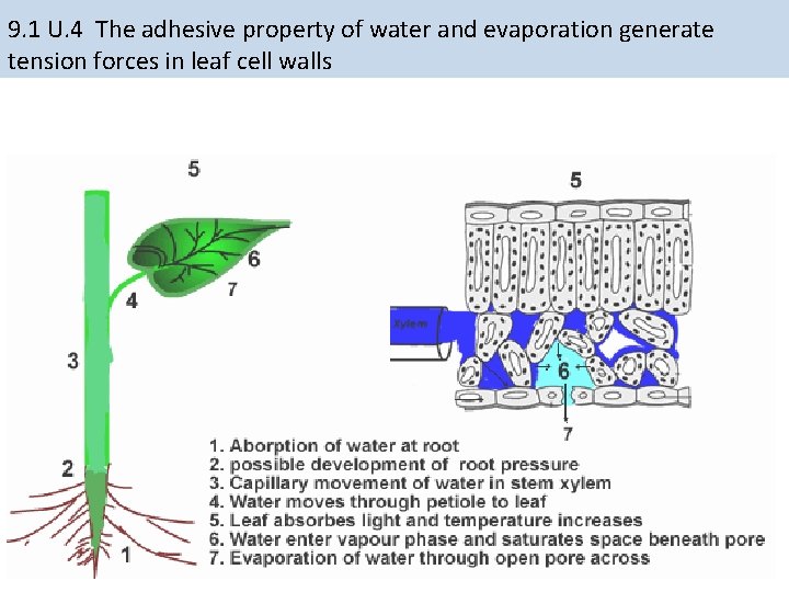 9. 1 U. 4 The adhesive property of water and evaporation generate tension forces 9. 1 U. 4 The adhesive property of water and evaporation generate tension forces