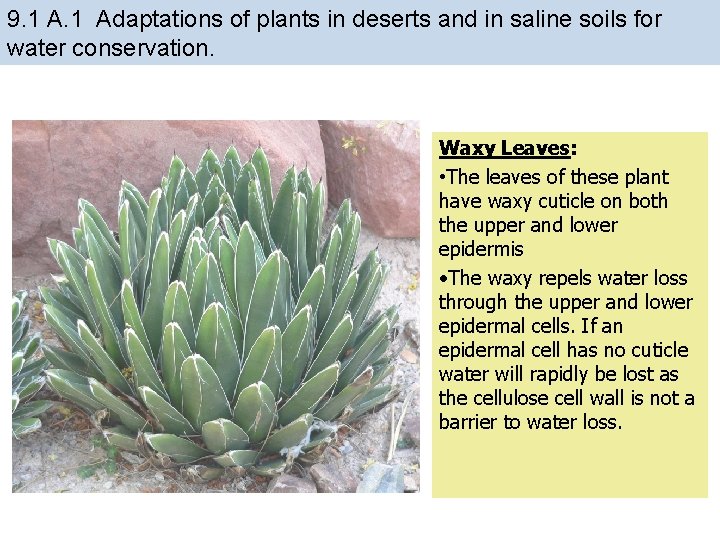 9. 1 Adaptations of plants in deserts and in saline soils for water conservation. 9. 1 Adaptations of plants in deserts and in saline soils for water conservation.