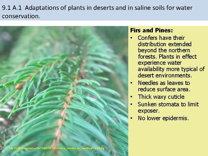 9. 1 Adaptations of plants in deserts and in saline soils for water conservation. 9. 1 Adaptations of plants in deserts and in saline soils for water conservation.