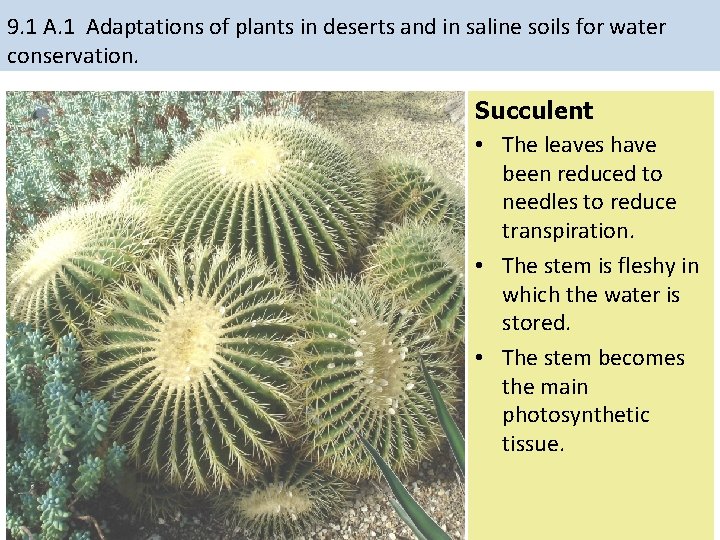 9. 1 Adaptations of plants in deserts and in saline soils for water conservation. 9. 1 Adaptations of plants in deserts and in saline soils for water conservation.