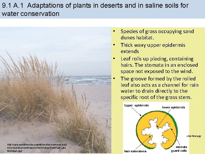 9. 1 Adaptations of plants in deserts and in saline soils for water conservation 9. 1 Adaptations of plants in deserts and in saline soils for water conservation