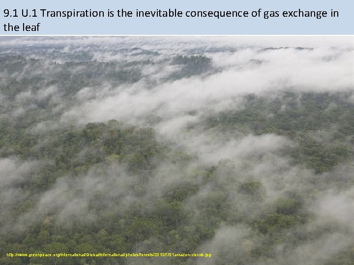 9. 1 U. 1 Transpiration is the inevitable consequence of gas exchange in the 9. 1 U. 1 Transpiration is the inevitable consequence of gas exchange in the