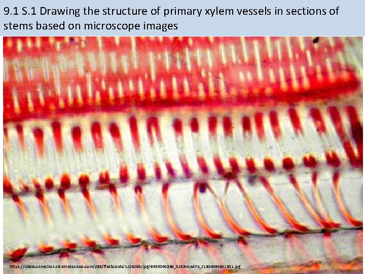 9. 1 S. 1 Drawing the structure of primary xylem vessels in sections of 9. 1 S. 1 Drawing the structure of primary xylem vessels in sections of
