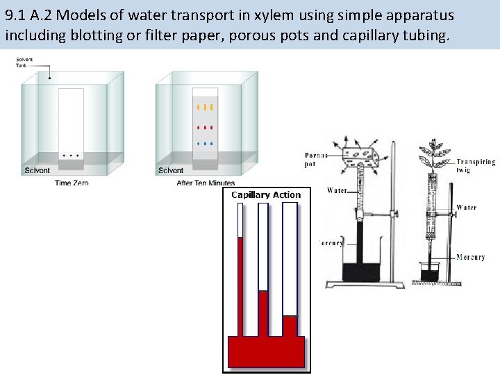 9. 1 A. 2 Models of water transport in xylem using simple apparatus including 9. 1 A. 2 Models of water transport in xylem using simple apparatus including