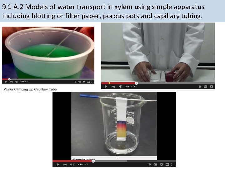 9. 1 A. 2 Models of water transport in xylem using simple apparatus including 9. 1 A. 2 Models of water transport in xylem using simple apparatus including