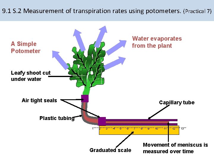 9. 1 S. 2 Measurement of transpiration rates using potometers. (Practical 7) Water evaporates 9. 1 S. 2 Measurement of transpiration rates using potometers. (Practical 7) Water evaporates