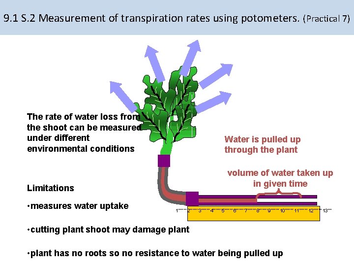 9. 1 S. 2 Measurement of transpiration rates using potometers. (Practical 7) The rate 9. 1 S. 2 Measurement of transpiration rates using potometers. (Practical 7) The rate