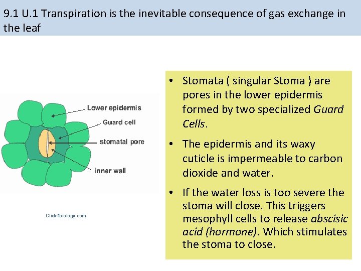 9. 1 U. 1 Transpiration is the inevitable consequence of gas exchange in the 9. 1 U. 1 Transpiration is the inevitable consequence of gas exchange in the