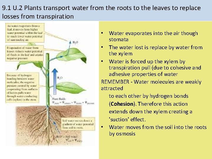 9. 1 U. 2 Plants transport water from the roots to the leaves to 9. 1 U. 2 Plants transport water from the roots to the leaves to