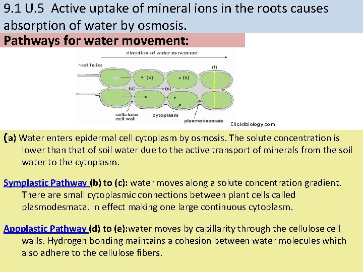 9. 1 U. 5 Active uptake of mineral ions in the roots causes absorption 9. 1 U. 5 Active uptake of mineral ions in the roots causes absorption
