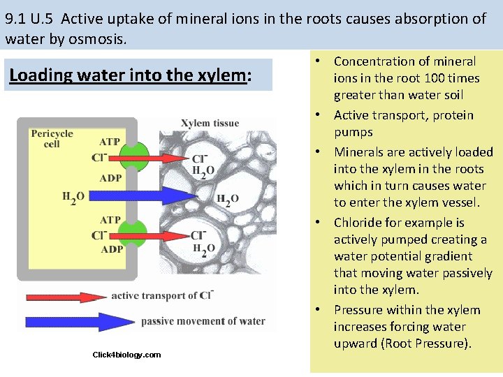 9. 1 U. 5 Active uptake of mineral ions in the roots causes absorption 9. 1 U. 5 Active uptake of mineral ions in the roots causes absorption