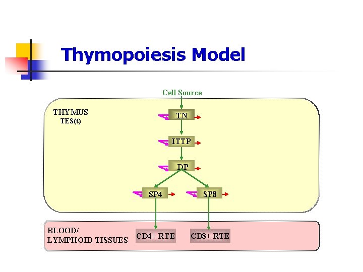 Thymopoiesis Model Cell Source THYMUS TN TES(t) ITTP DP BLOOD/ LYMPHOID TISSUES SP 4