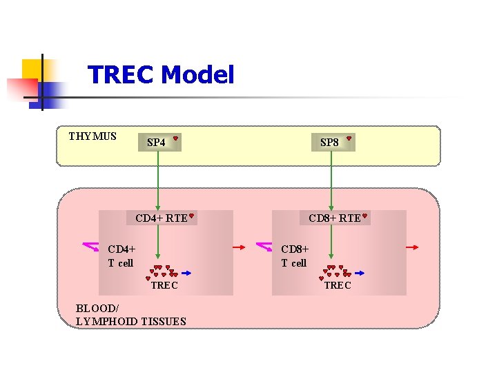 TREC Model THYMUS SP 4 CD 4+ RTE CD 4+ T cell SP 8