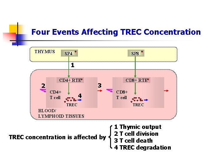 Four Events Affecting TREC Concentration THYMUS SP 4 SP 8 1 2 CD 4+