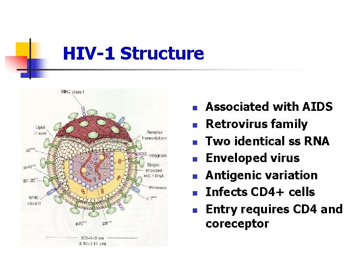 HIV-1 Structure n n n n Associated with AIDS Retrovirus family Two identical ss