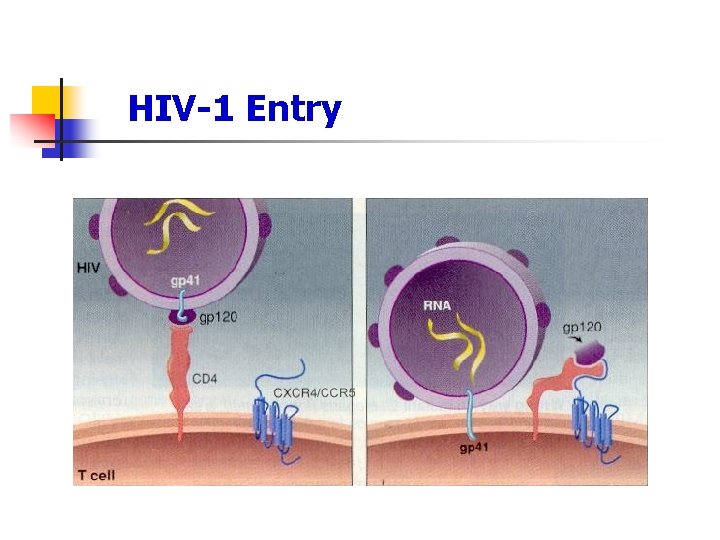 HIV-1 Entry 