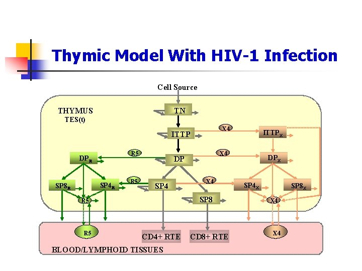 Thymic Model With HIV-1 Infection Cell Source THYMUS TN TES(t) X 4 ITTP R