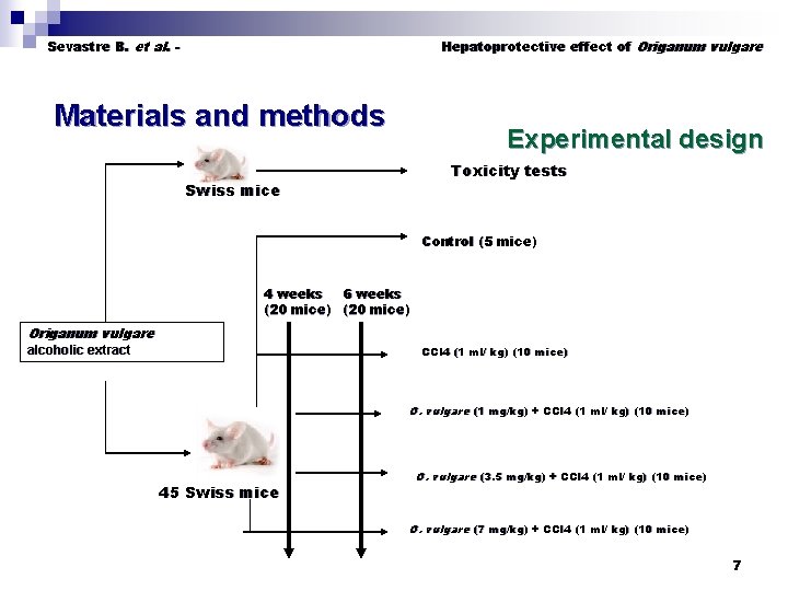Sevastre B. et al. - Hepatoprotective effect of Origanum vulgare Materials and methods Experimental
