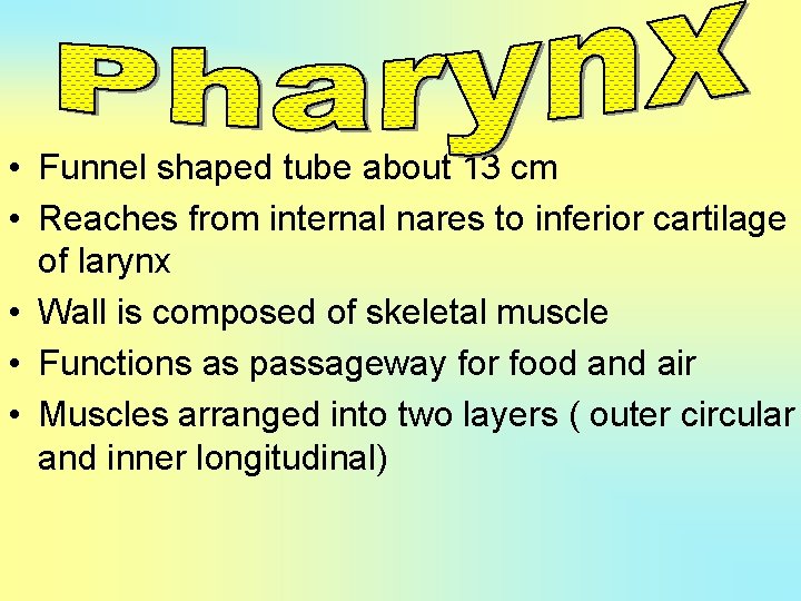  • Funnel shaped tube about 13 cm • Reaches from internal nares to