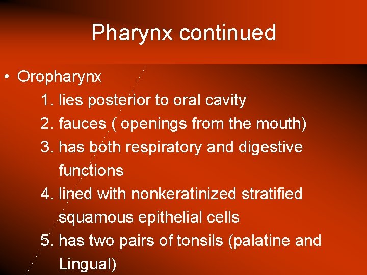 Pharynx continued • Oropharynx 1. lies posterior to oral cavity 2. fauces ( openings