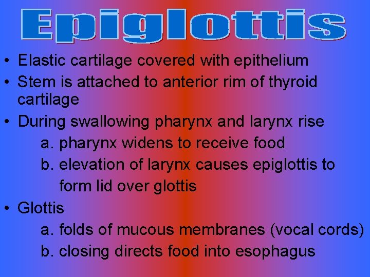  • Elastic cartilage covered with epithelium • Stem is attached to anterior rim