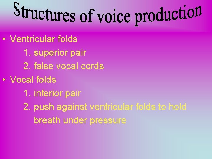  • Ventricular folds 1. superior pair 2. false vocal cords • Vocal folds