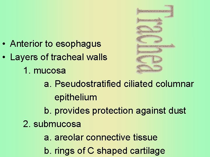  • Anterior to esophagus • Layers of tracheal walls 1. mucosa a. Pseudostratified