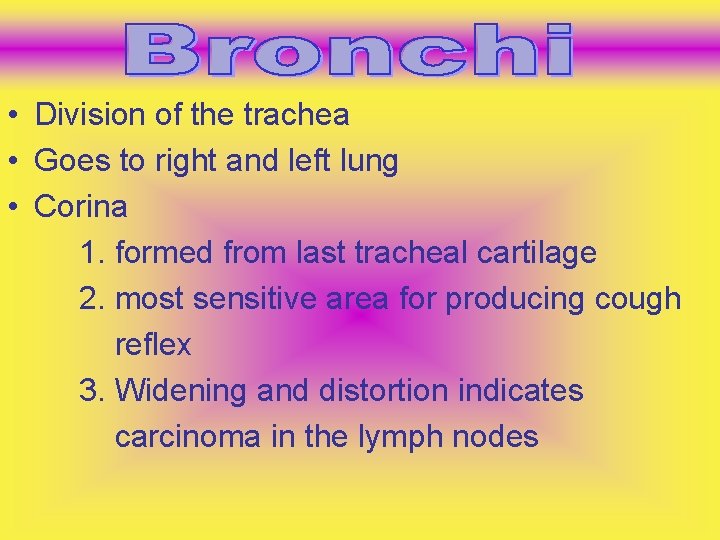  • Division of the trachea • Goes to right and left lung •