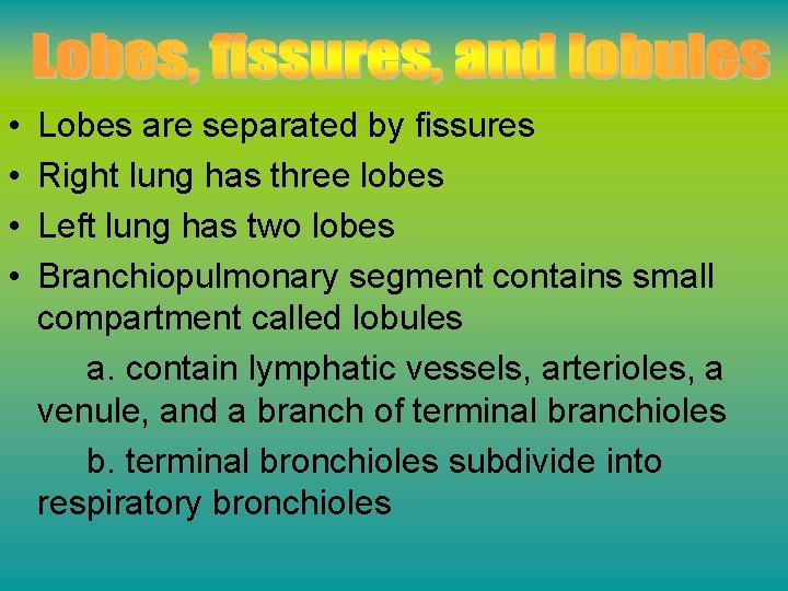  • • Lobes are separated by fissures Right lung has three lobes Left