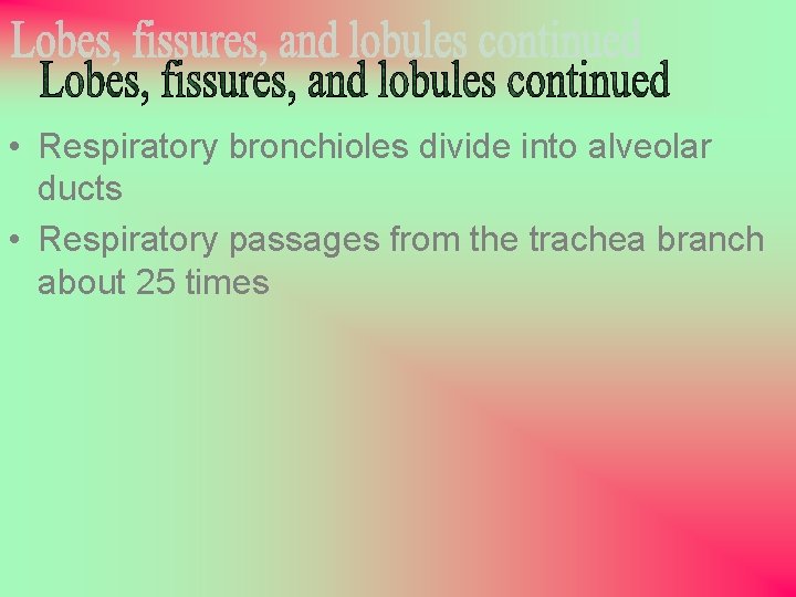  • Respiratory bronchioles divide into alveolar ducts • Respiratory passages from the trachea