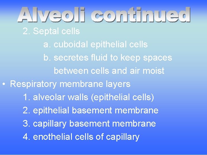 2. Septal cells a. cuboidal epithelial cells b. secretes fluid to keep spaces between