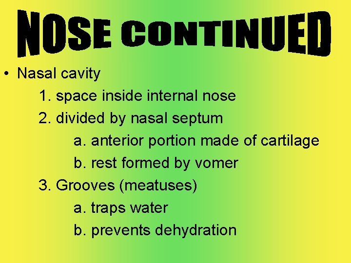  • Nasal cavity 1. space inside internal nose 2. divided by nasal septum