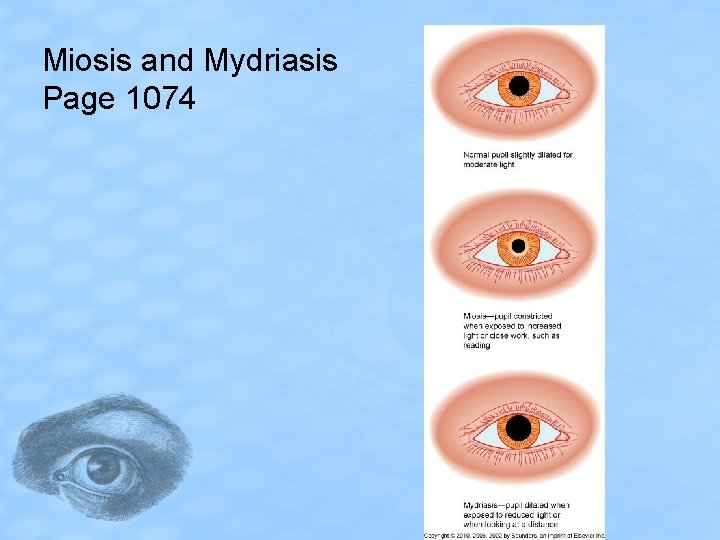 Miosis and Mydriasis Page 1074 