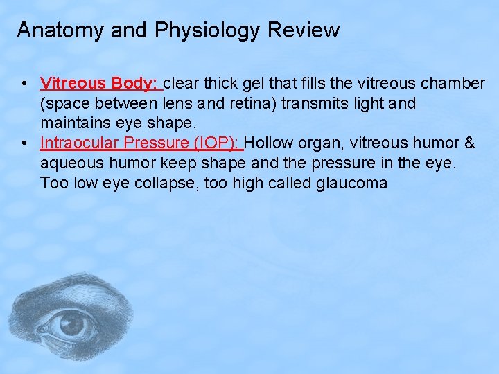 Anatomy and Physiology Review • Vitreous Body: clear thick gel that fills the vitreous