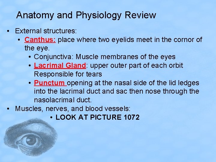 Anatomy and Physiology Review • External structures: • Canthus: place where two eyelids meet