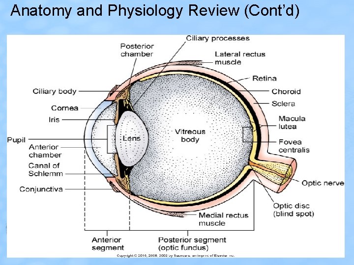 Anatomy and Physiology Review (Cont’d) 