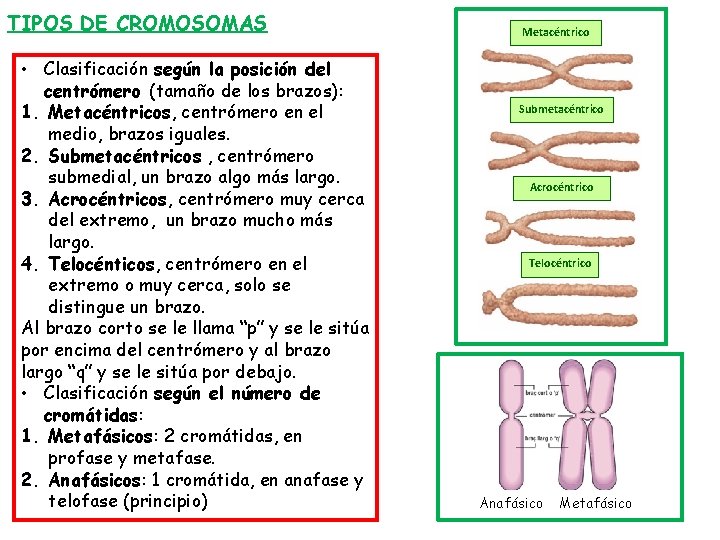 TIPOS DE CROMOSOMAS • Clasificación según la posición del centrómero (tamaño de los brazos):