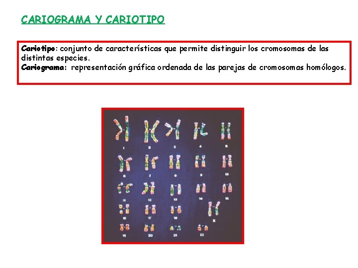 CARIOGRAMA Y CARIOTIPO Cariotipo: conjunto de características que permite distinguir los cromosomas de las