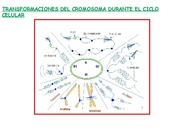 TRANSFORMACIONES DEL CROMOSOMA DURANTE EL CICLO CELULAR 
