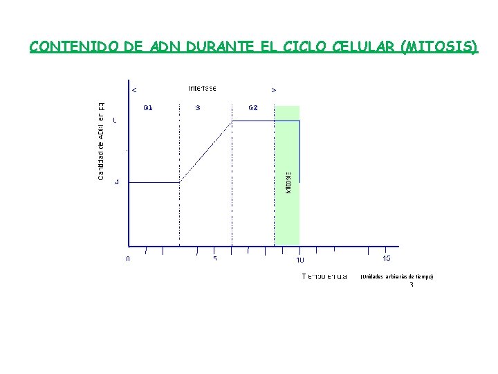 CONTENIDO DE ADN DURANTE EL CICLO CELULAR (MITOSIS) (Unidades arbirarias de tiempo) 