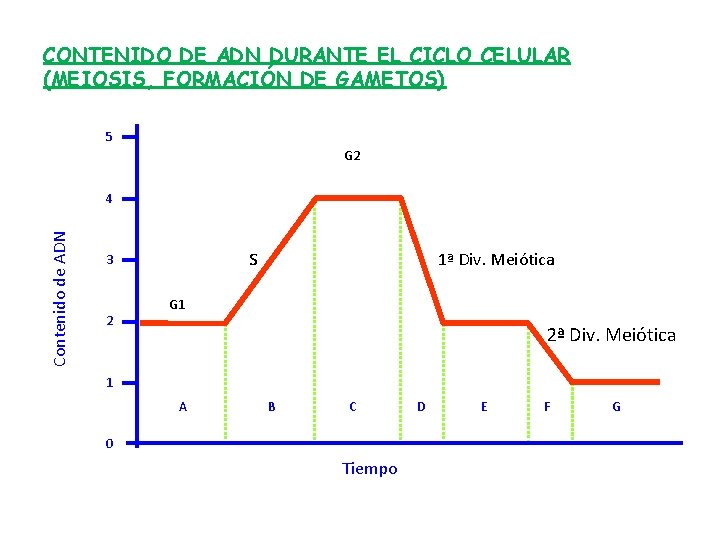 CONTENIDO DE ADN DURANTE EL CICLO CELULAR (MEIOSIS, FORMACIÓN DE GAMETOS) 5 G 2