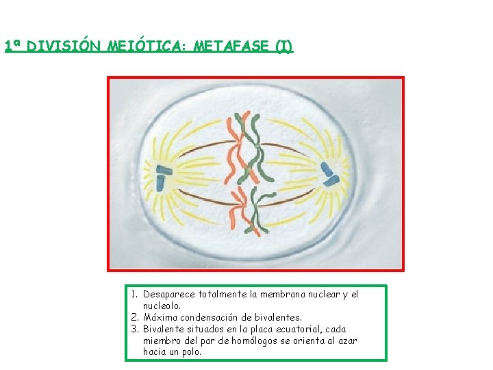 1ª DIVISIÓN MEIÓTICA: METAFASE (I) 1. Desaparece totalmente la membrana nuclear y el nucleolo.