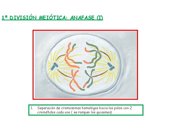 1ª DIVISIÓN MEIÓTICA: ANAFASE (I) 1. Separación de cromosomas homológos hacia los polos con