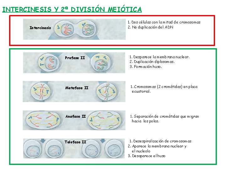 INTERCINESIS Y 2ª DIVISIÓN MEIÓTICA 1. Dos células con la mitad de cromosomas 2.