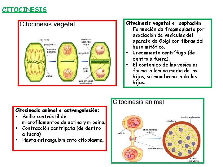 CITOCINESIS Citocinesis vegetal o septación: • Formación de fragmoplasto por asociación de vesículas del