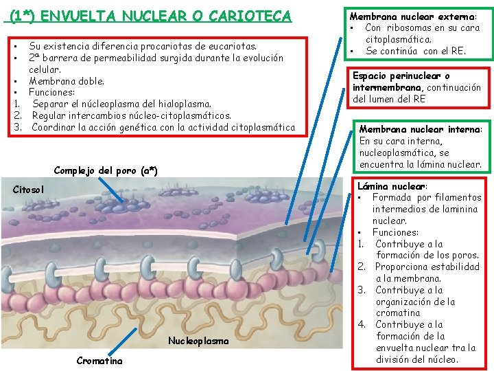 (1*) ENVUELTA NUCLEAR O CARIOTECA Su existencia diferencia procariotas de eucariotas. 2ª barrera de