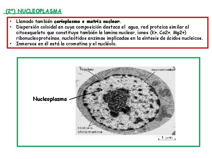 (2*) NUCLEOPLASMA • • • Llamado también carioplasma o matriz nuclear. Dispersión coloidal en