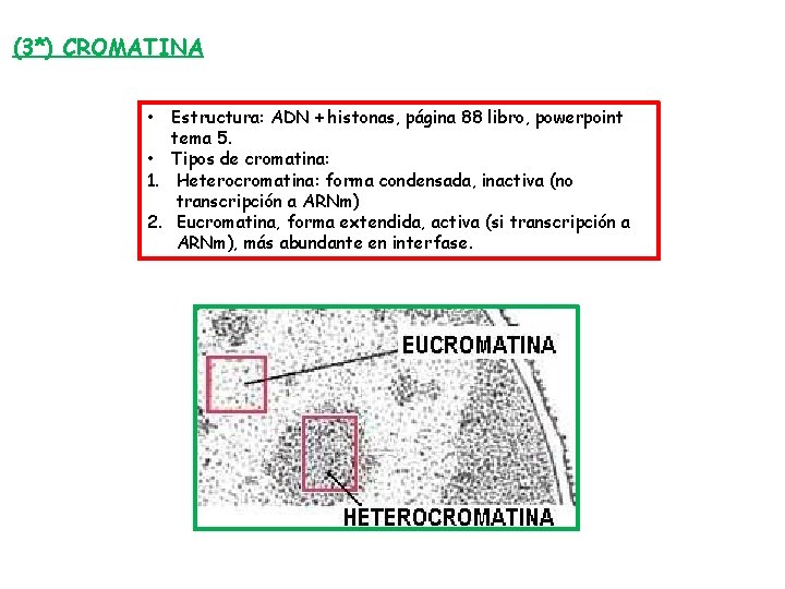 (3*) CROMATINA Estructura: ADN + histonas, página 88 libro, powerpoint tema 5. • Tipos